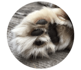 Fluffy Moko-chan sticker #13463340