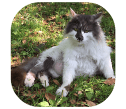 Fluffy Moko-chan sticker #13463341