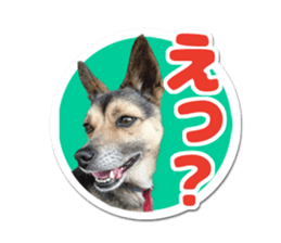 Pet seal style stamp sticker #13463447