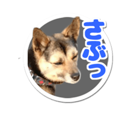 Pet seal style stamp sticker #13463448