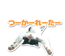 Pet seal style stamp sticker #13463463