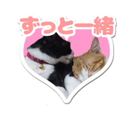 Pet seal style stamp sticker #13463466