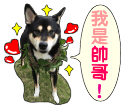 Handsome dog A TU sticker #13465390