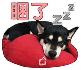 Handsome dog A TU sticker #13465391