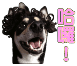 Handsome dog A TU sticker #13465393