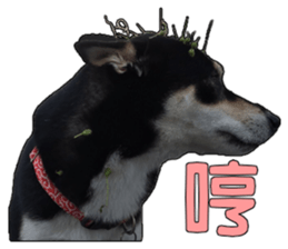 Handsome dog A TU sticker #13465394