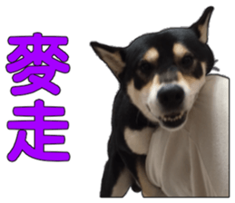 Handsome dog A TU sticker #13465395