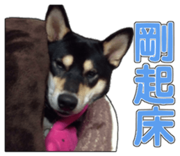 Handsome dog A TU sticker #13465396