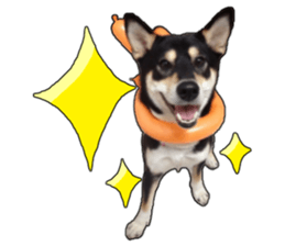 Handsome dog A TU sticker #13465397