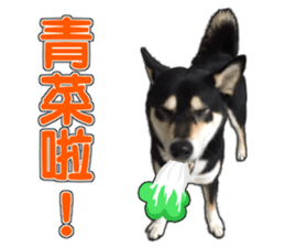 Handsome dog A TU sticker #13465399