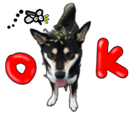 Handsome dog A TU sticker #13465401