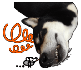 Handsome dog A TU sticker #13465405