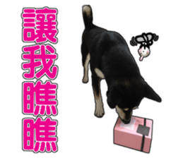 Handsome dog A TU sticker #13465406