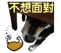 Handsome dog A TU sticker #13465411