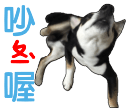 Handsome dog A TU sticker #13465413