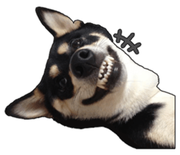 Handsome dog A TU sticker #13465416