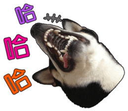 Handsome dog A TU sticker #13465417