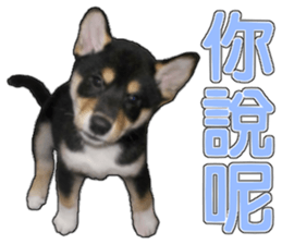 Handsome dog A TU sticker #13465422