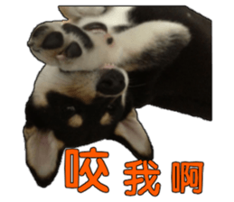 Handsome dog A TU sticker #13465424