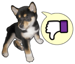 Handsome dog A TU sticker #13465426