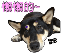 Handsome dog A TU sticker #13465428