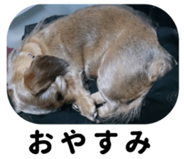 Chuchu's sticker sticker #13469257