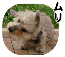 Chuchu's sticker sticker #13469268