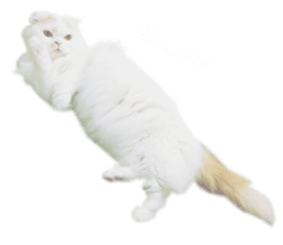 gura-tan sticker #13472446