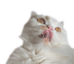 gura-tan sticker #13472447