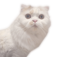 gura-tan sticker #13472448