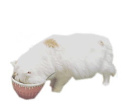 gura-tan sticker #13472453