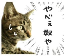 Many cats Sticker sticker #13473641