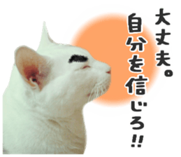 Many cats Sticker sticker #13473646