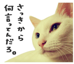 Many cats Sticker sticker #13473648