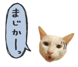 Many cats Sticker sticker #13473649