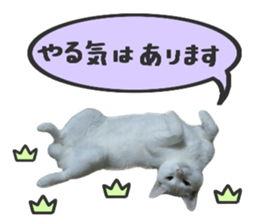 Many cats Sticker sticker #13473652