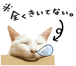 Many cats Sticker sticker #13473660