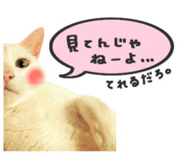 Many cats Sticker sticker #13473662