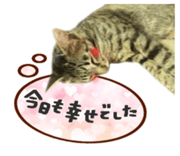 Many cats Sticker sticker #13473664