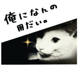 Many cats Sticker sticker #13473667