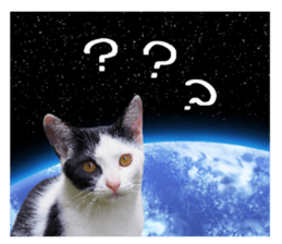 Many cats Sticker sticker #13473671