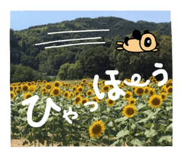 ANIMAL animals sticker #13476116