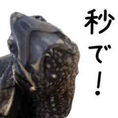The sticker of turtle