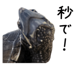 The sticker of turtle sticker #13479270