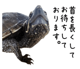 The sticker of turtle sticker #13479271