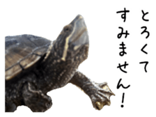 The sticker of turtle sticker #13479272