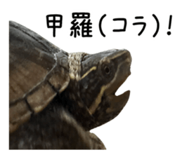 The sticker of turtle sticker #13479273