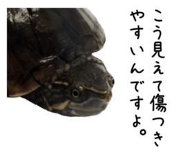 The sticker of turtle sticker #13479274