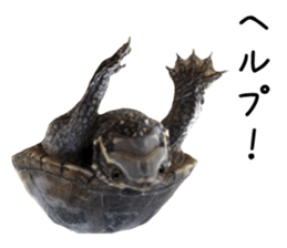 The sticker of turtle sticker #13479275