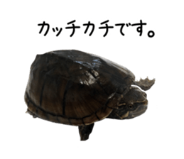 The sticker of turtle sticker #13479276